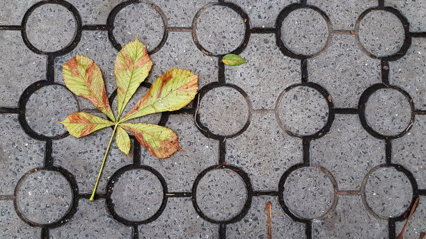板栗叶枝上的地砖具有几何圆形图案。明亮的黄色秋叶在灰色图案的背景。秋叶背景。落叶铺成的背景。图片下载