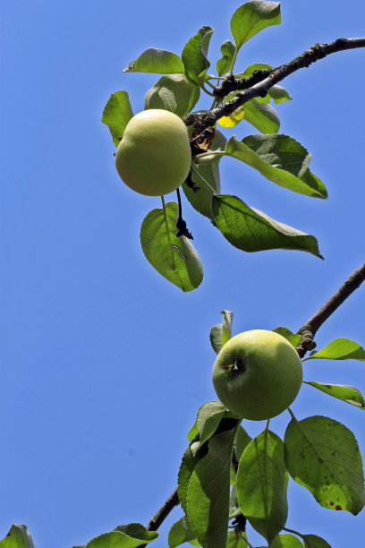 成熟的绿苹果挂在树枝上。蓝天下种植时令水果，收获作物图片下载