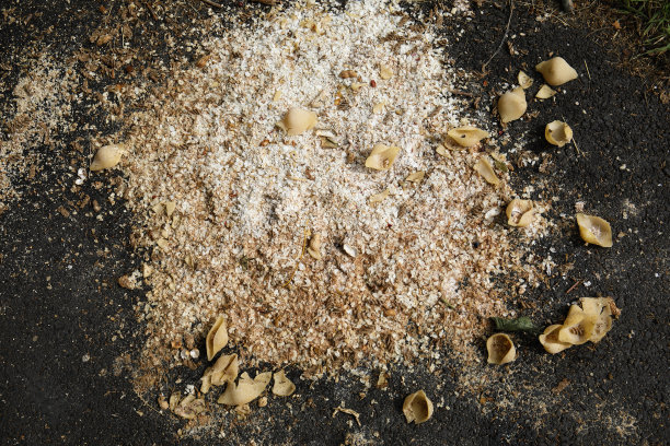 如何给这些鸟喂食谷物和意大利面图片下载