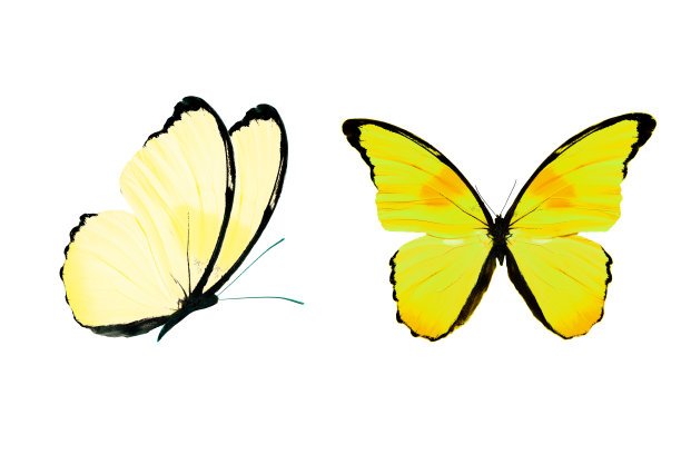 黄色蝴蝶孤立在白色背景上。热带昆虫。图片下载