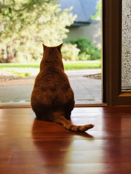 姜猫在站岗图片下载