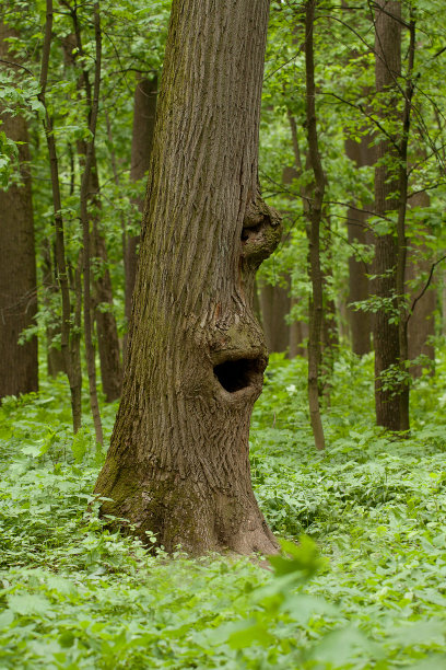 有趣的树图片下载