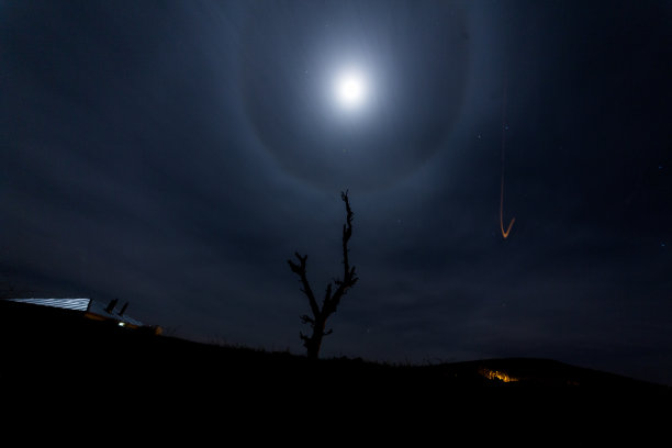 枯树在荒凉的地方图片下载