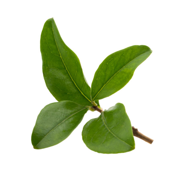 石榴叶孤立在白色的修剪路径上图片下载