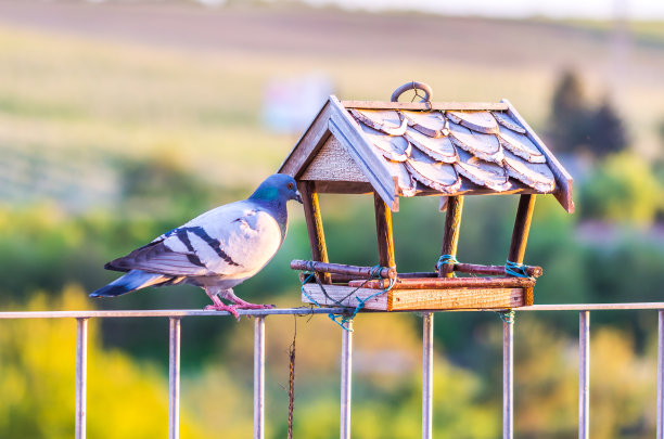 悲伤而饥饿的鸽子正看着空空的喂食器。自然的绿色背景与树木。图片下载