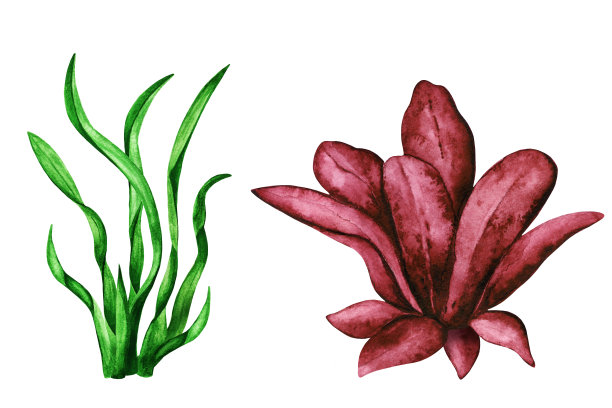 海苔。水彩图片下载