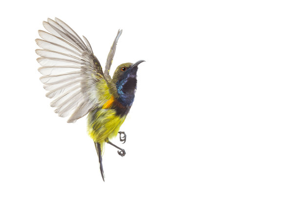 美丽的飞行鸟(橄榄背太阳鸟)孤立在白色背景。图片下载