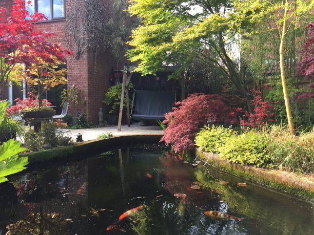 花园露台由房子绿色的秋千椅海滩，锦鲤池塘与红白锦鲤鱼游泳在清澈的水由池塘过滤器，睡莲在景观东方禅宗日本花园枫树/槭树，槭掌树红色的春天树叶图片下载