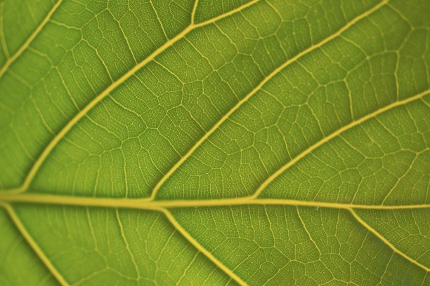 绿叶背景图片下载