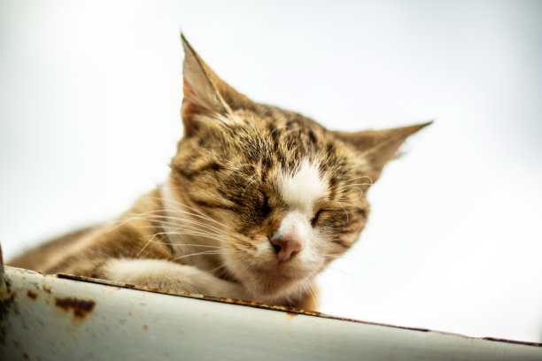 猫在门厅里休息图片下载