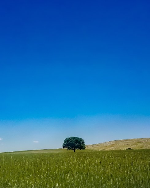 麦田中的树图片下载
