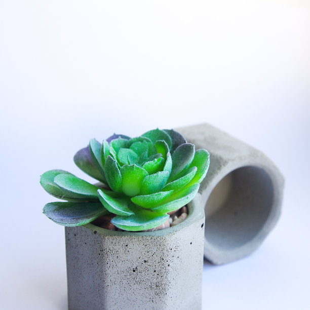 混凝土盆里的多肉植物。Echeveria不同物种。孤立的肉质花在白色的背景。水泥原花盆与室内植物。图片下载
