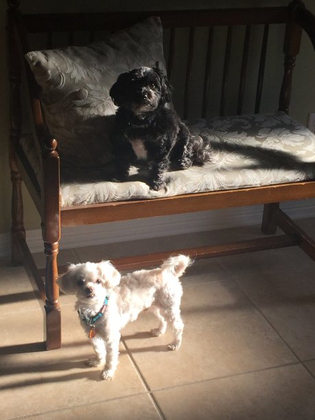 阳光下的小狗图片下载