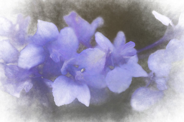 飞燕草的花图片下载