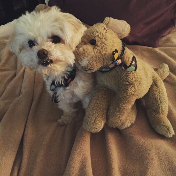 小狗和朋友图片下载