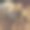 小狗和朋友图片下载