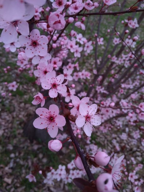 盛开的鲜花图片下载