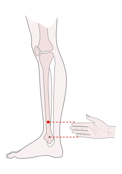 腿部活跃穴位:踝关节以上。矢量插图。图片下载