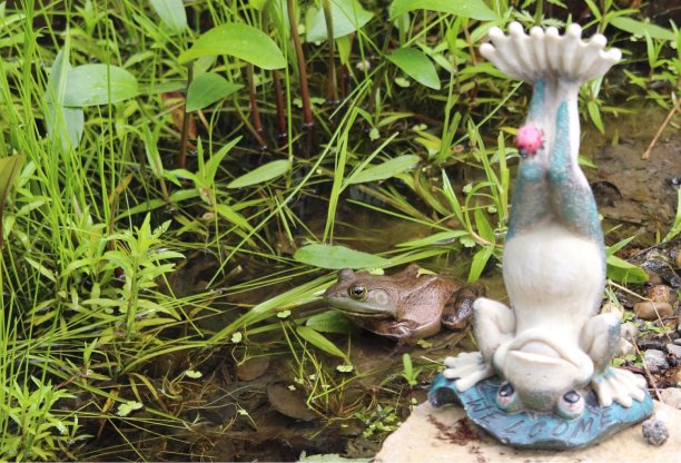 青蛙的朋友图片下载