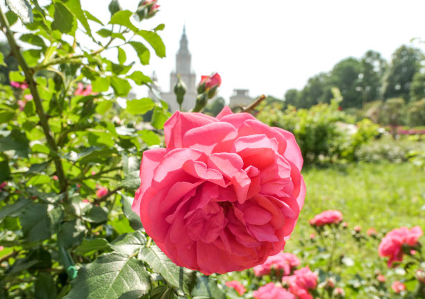 夏日里，俄罗斯著名大学阳光明媚的校园里绽放着玫瑰花图片下载