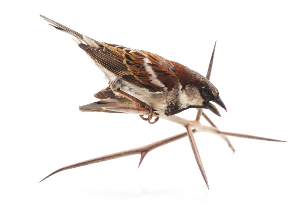 一只小麻雀在树枝上。图片下载