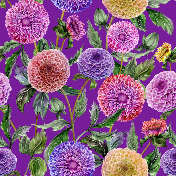 美丽的紫色，红色和黄色的大丽花与绿色的叶子在紫罗兰的背景。无缝的花卉图案。水彩画。手绘插图。图片下载