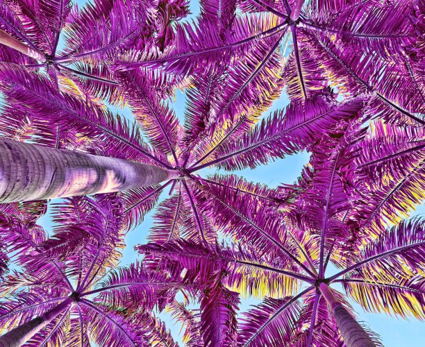 棕榈树抽象的背景。暑期旅游与自然探险理念。复古色调过滤效果色彩风格。图片下载