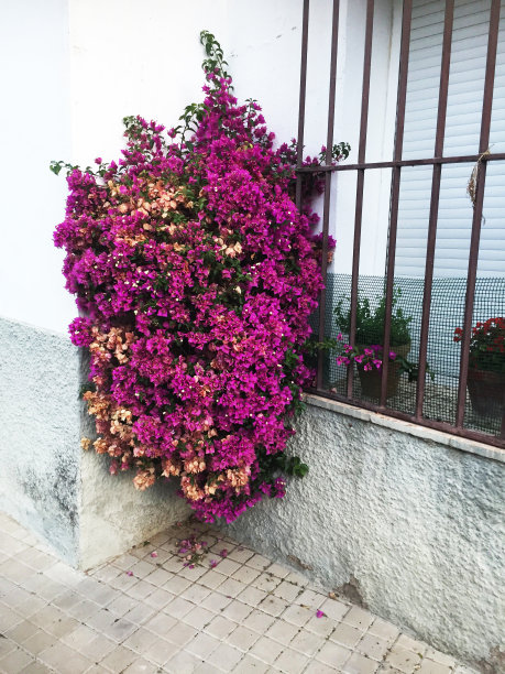 隔壁屋角的三角梅山丘图片下载