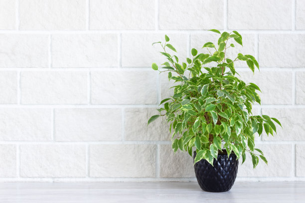 家居装饰-花盆中的温室植物图片下载