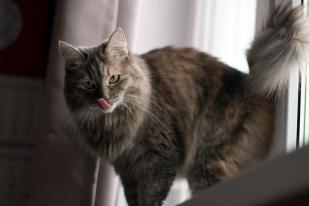 灰猫站在窗台上，大舌头舔着鼻子。从下面的角度图片下载