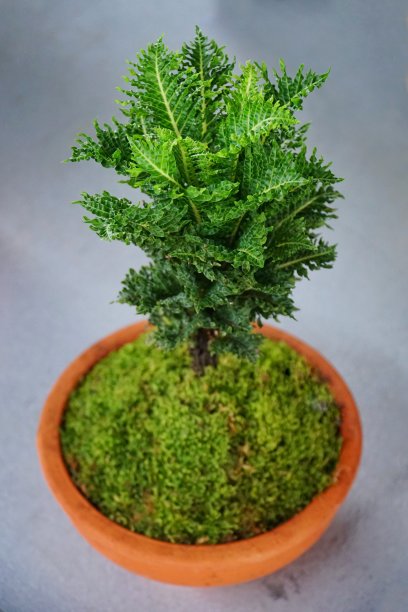 花盆中的小树蕨。室内装饰植物。图片下载