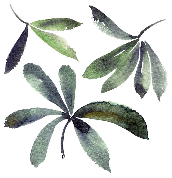 水彩画羽扇豆叶子图片下载