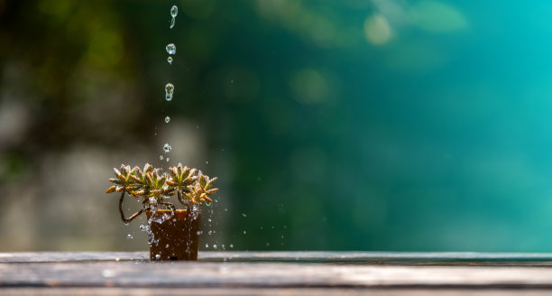 水在阳光和自然绿色的背景下注入幼苗。清水飞溅。“地球日”的概念。选择照片的焦点。图片下载