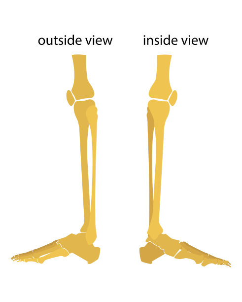 人的膝盖和脚腿的外观和外观。矢量插图。平面设计图片下载