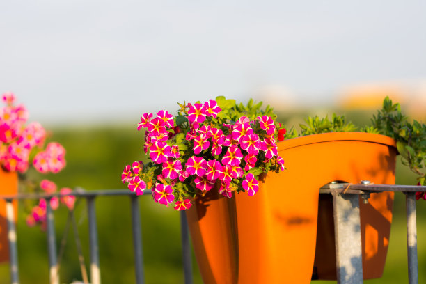 万钟花细。夏天红色和紫色的花朵。美丽的植物在花园里。避暑别墅装饰。图片下载