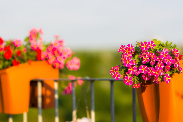 万钟花细。夏天红色和紫色的花朵。美丽的植物在花园里。避暑别墅装饰。图片下载