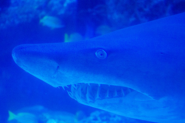 鲨鱼的特写图片下载