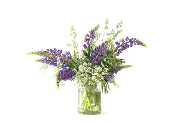 蓝色羽扇豆花束孤立在白色背景上。图片下载