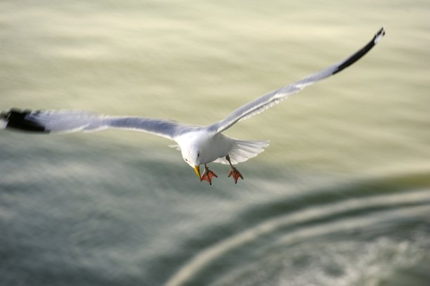 正在觅食的海鸥图片下载