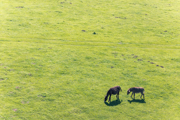 几头驴在草地上吃草。副本的空间。图片下载