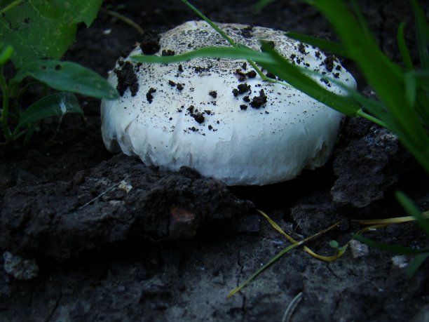 香槟，森林里的白色香槟。食用香草摄影图片下载