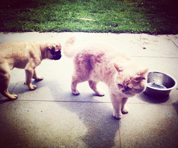 哈巴狗和英国短毛猫图片下载