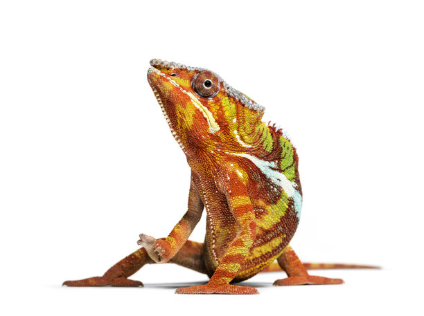 黑豹变色龙，弗西弗·帕达利斯在白色背景下看着相机图片下载