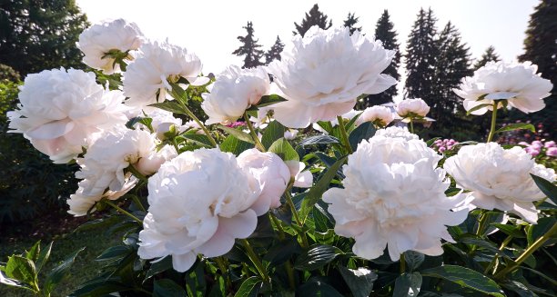 莫斯科植物园中多汁的白色牡丹图片下载