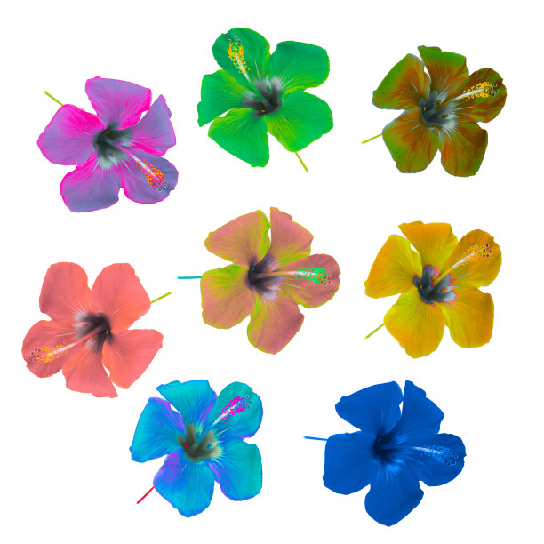 收集酸性颜色的木槿花的funky集。适合制作热带主题的纹理。图片下载