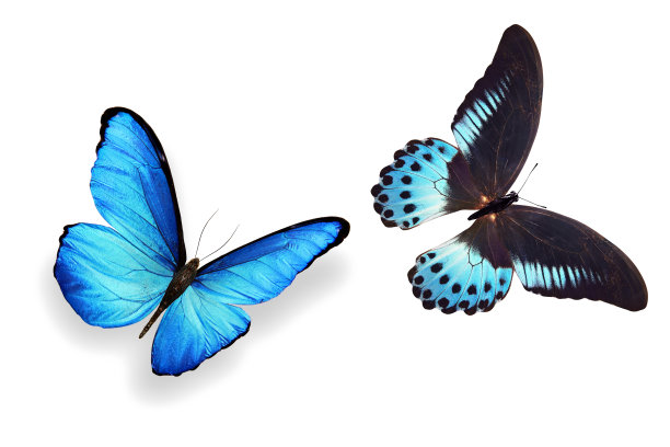 热带蓝蝴蝶。在白色背景上隔离图片下载