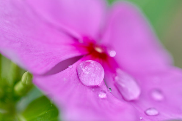 粉红色的花图片下载