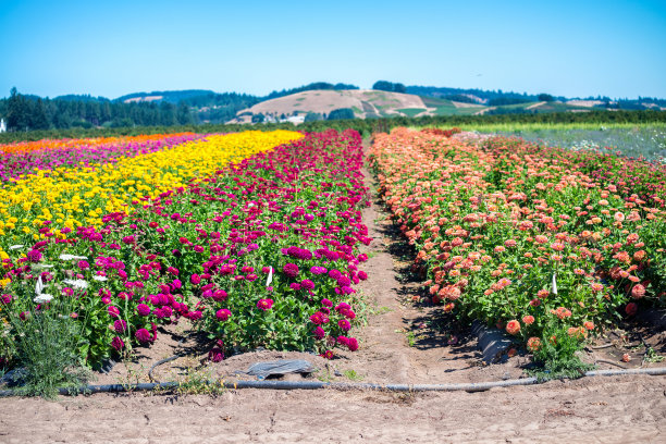 五彩缤纷的草地图片下载