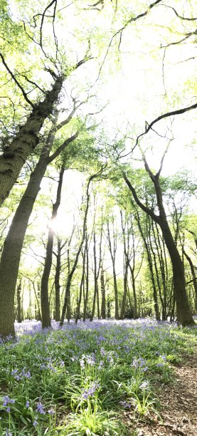 垂直全景树在风信子森林图片下载