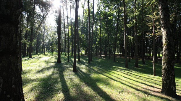 白天的桦树巷图片下载